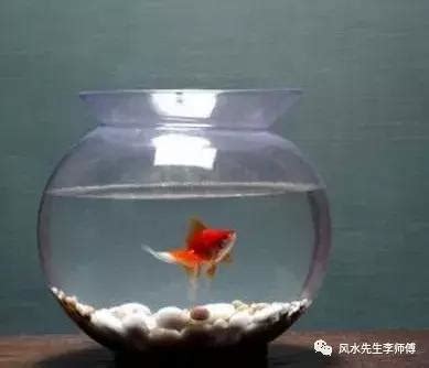 做生意養魚|做生意怎麼養風水魚